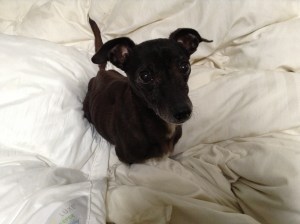 How can you resist this face?!