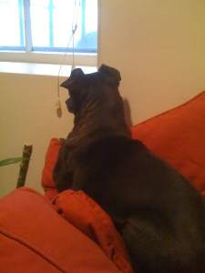 Waiting to ambush unsuspecting passersby!