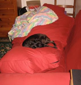 Why lay on the couch when you can topple over the back cushion and have something even squashier???