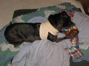 Zuni munching on a pig snout, her consolation prize for being wrapped in an ACE bandage.