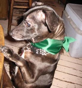 Zuni checking out the spread on the table during Christmas.