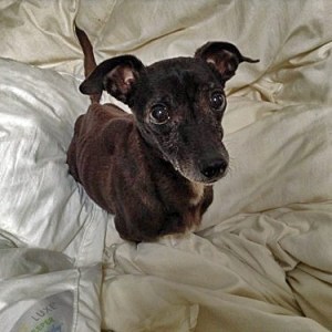 Zuni went for her last successful abdomen draining in January. Here, she's looking quite svelte afterwards.